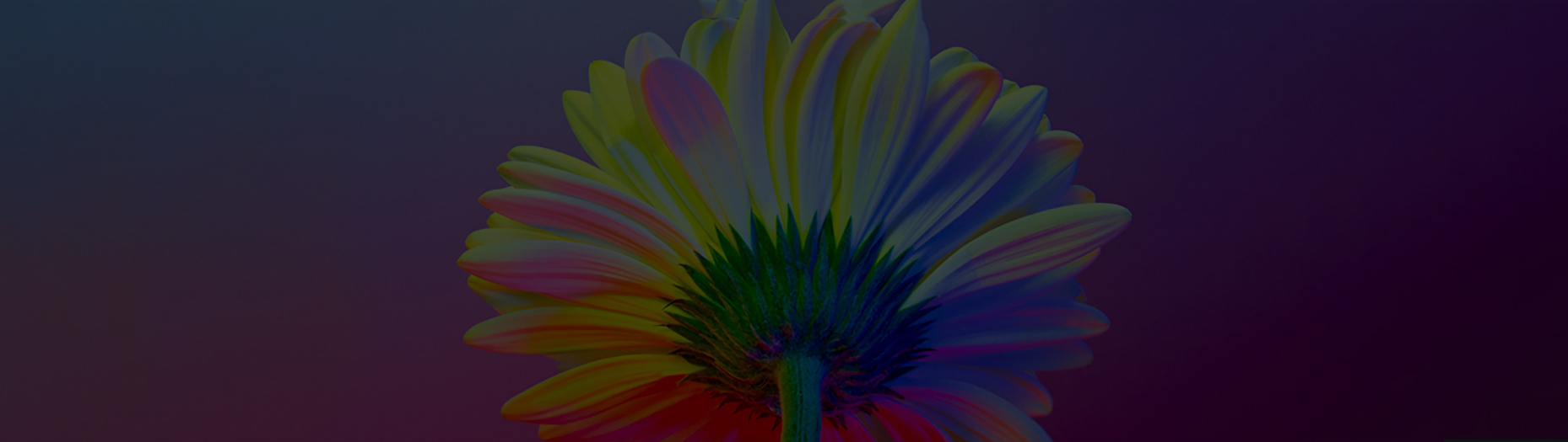 NEON FLOWERS :: Behance